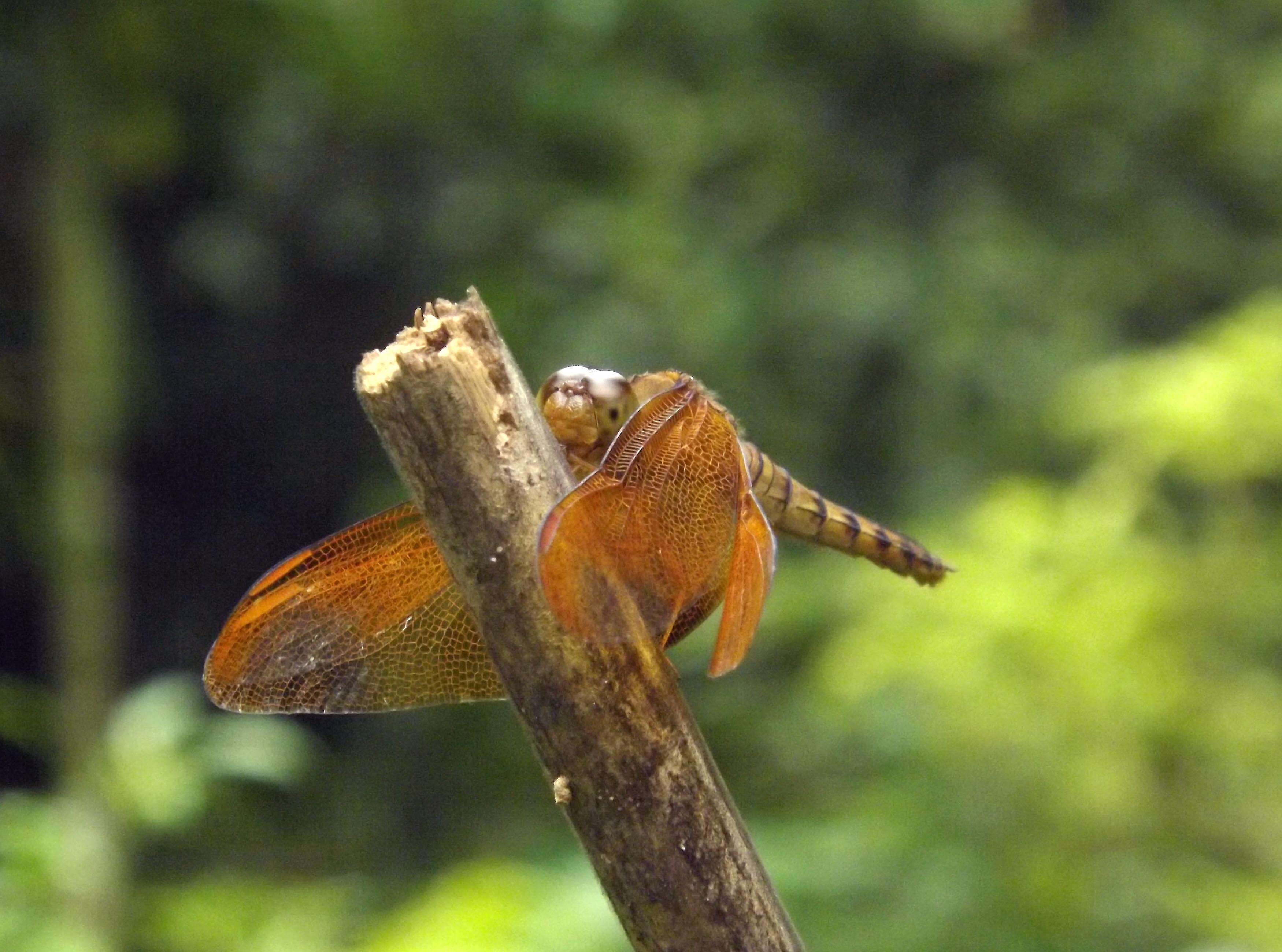 Image of Black Stream Glider