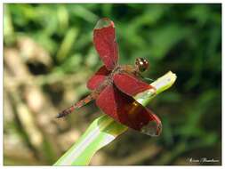 Image of Black Stream Glider