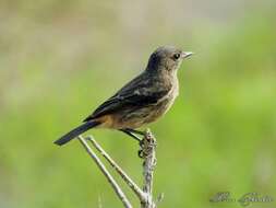 Image of Pied Bush Chat