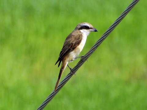 Image of Brown Shrike