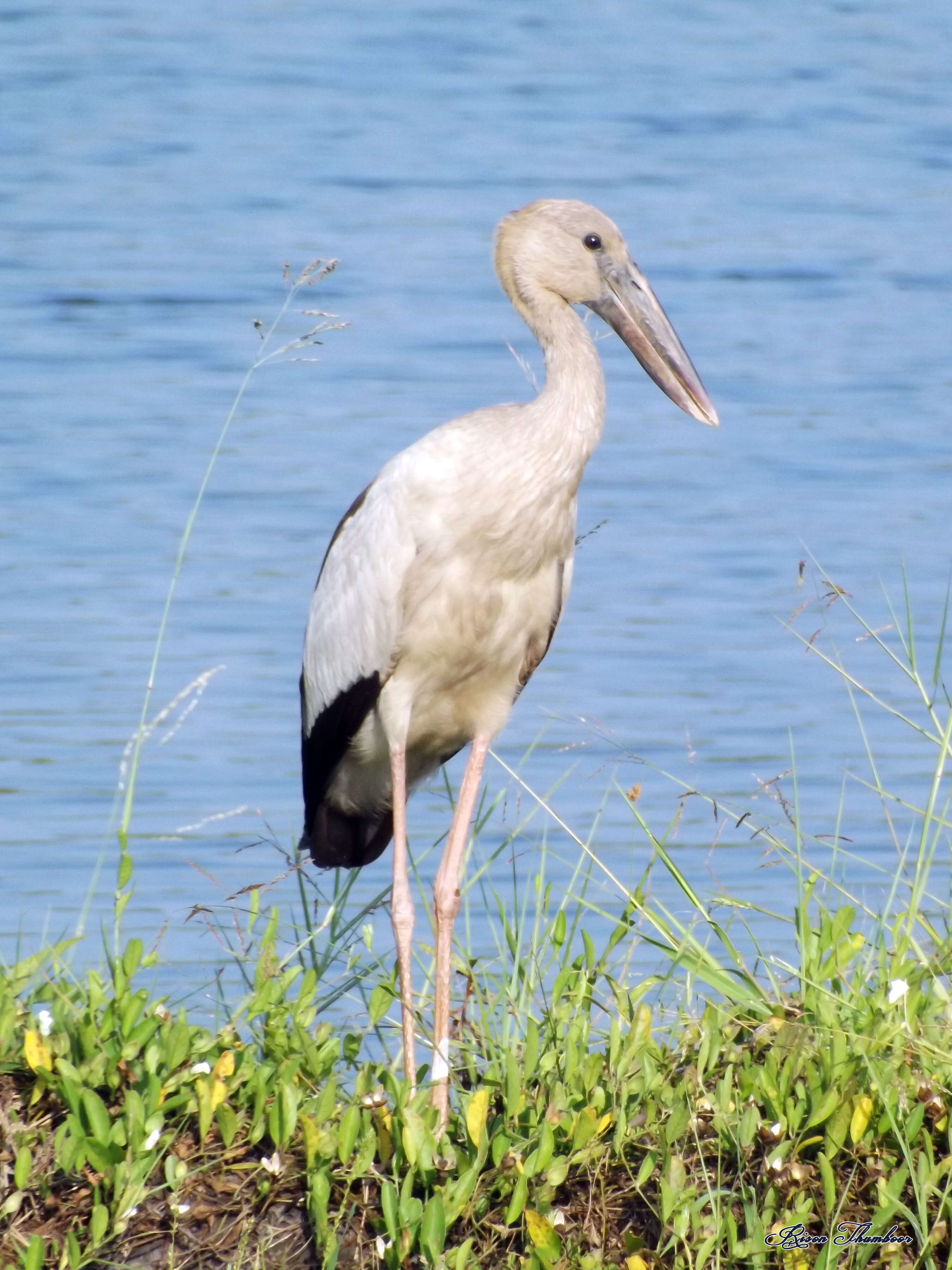 Image of Openbill stork