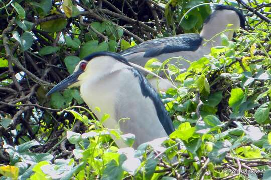 Image of Night Herons