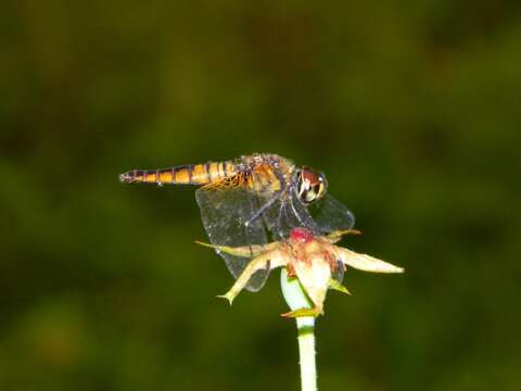 Image of Aethriamanta brevipennis (Rambur 1842)