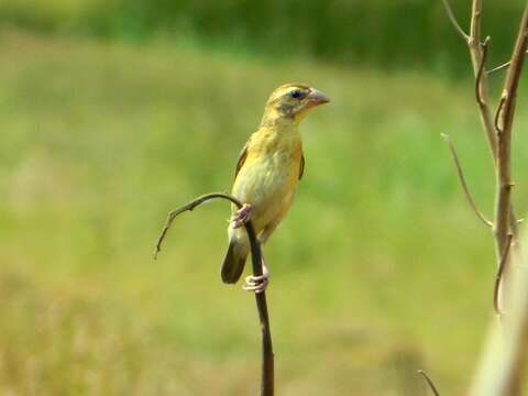 Image of Baya Weaver