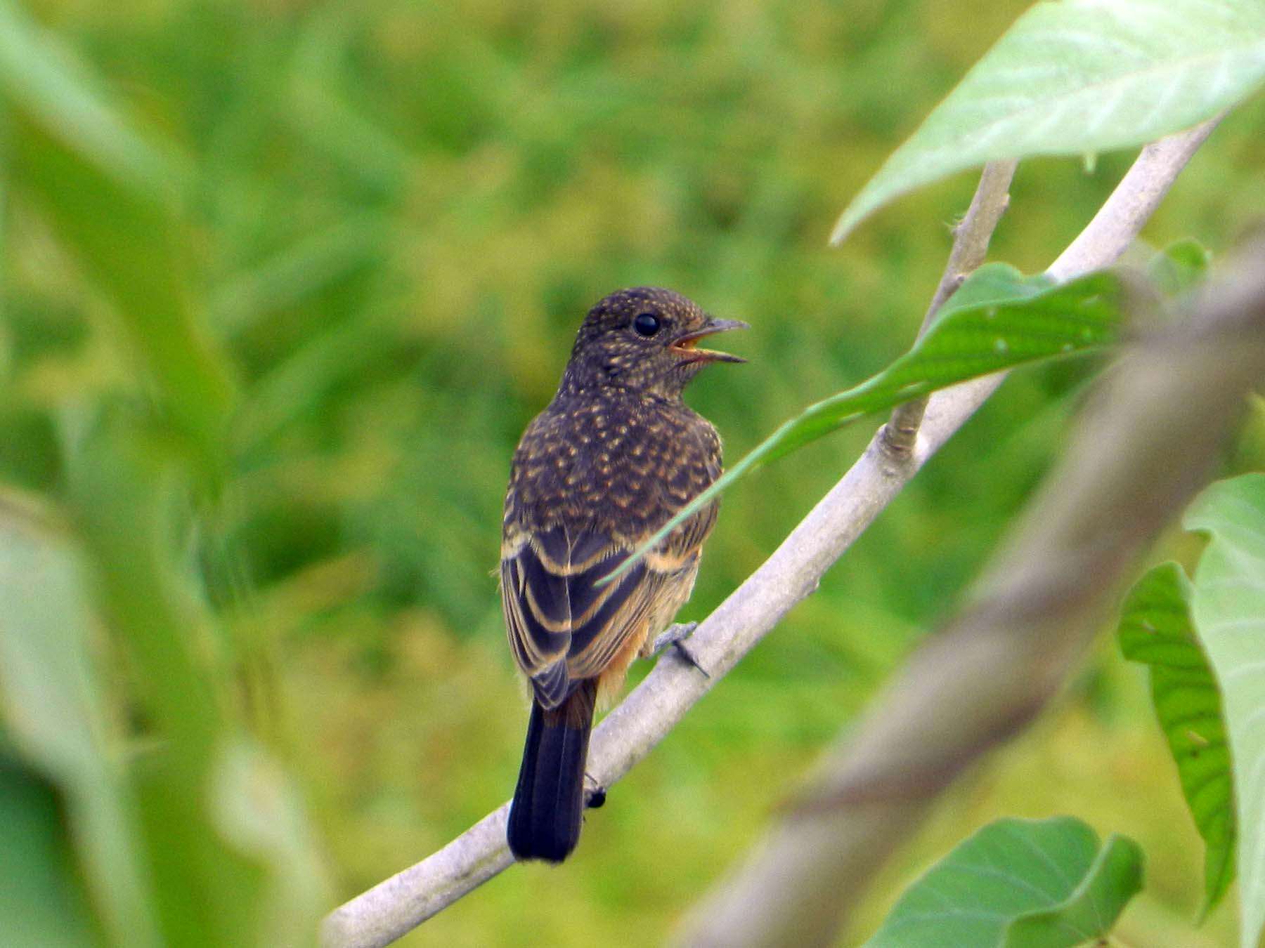 Image of Pied Bush Chat