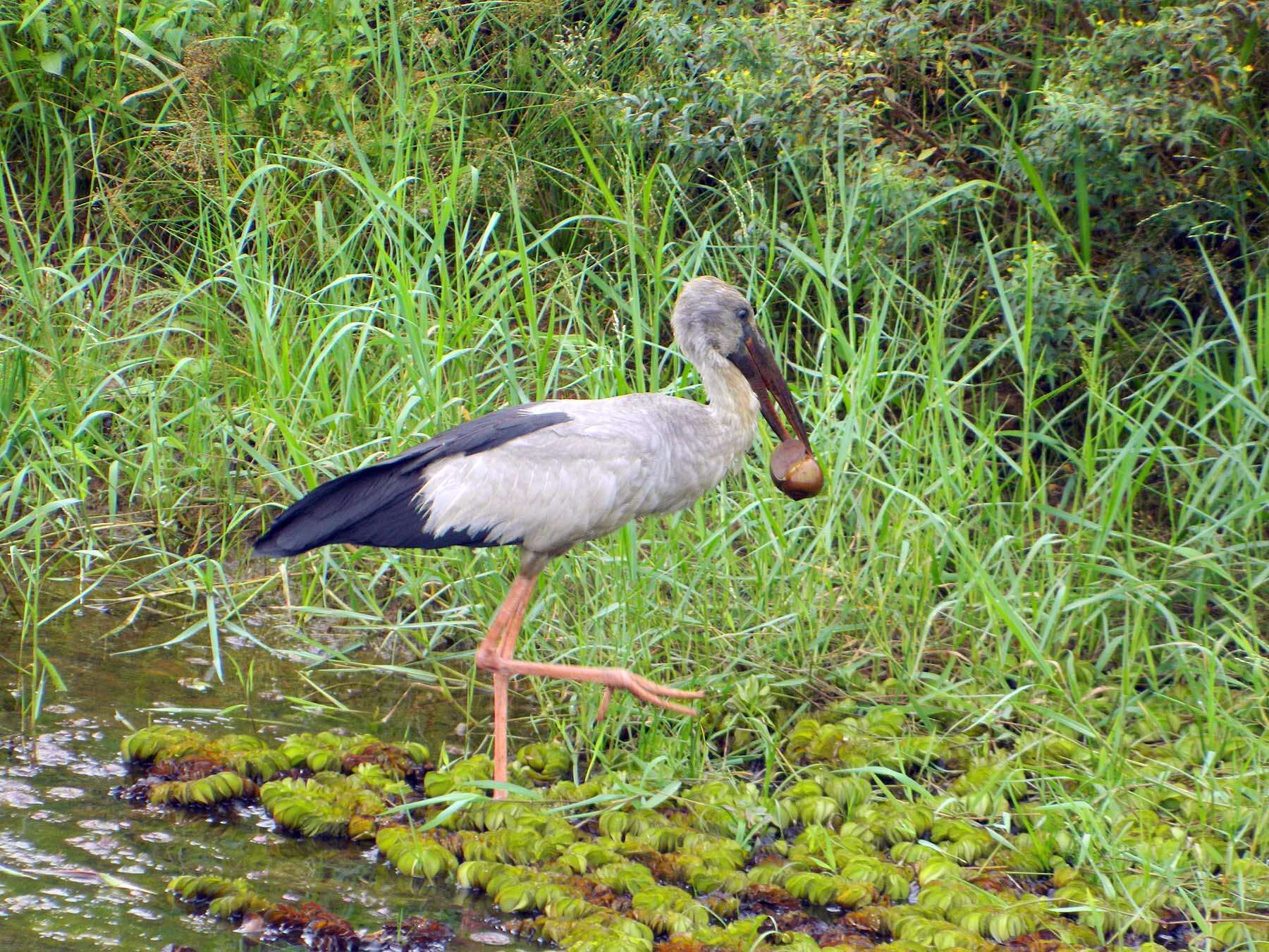 Image of Openbill stork