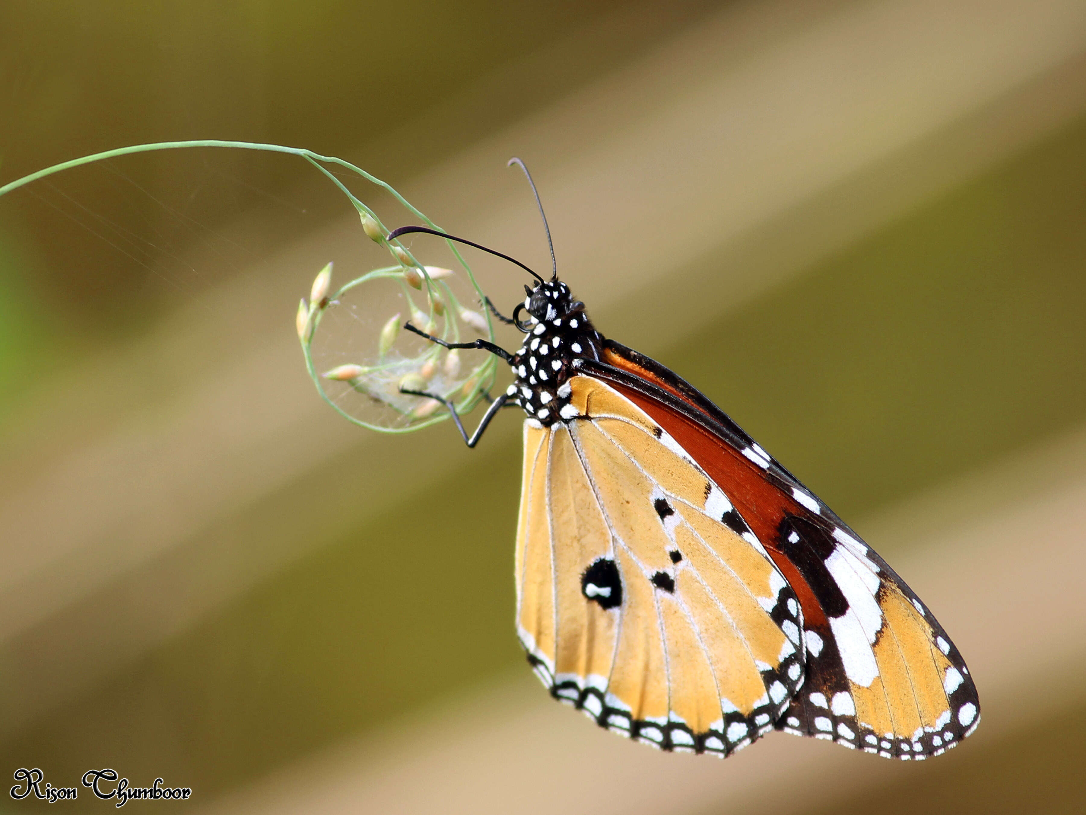 Image of Plain tiger