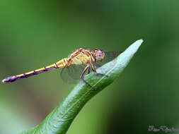 Image of Orthetrum luzonicum (Brauer 1868)