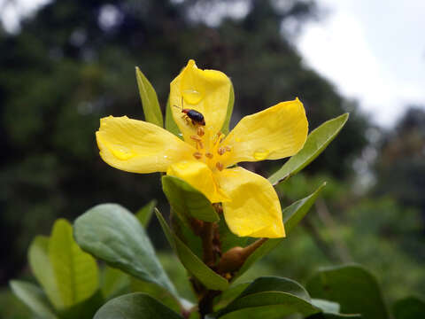 Слика од Hugonia mystax L.