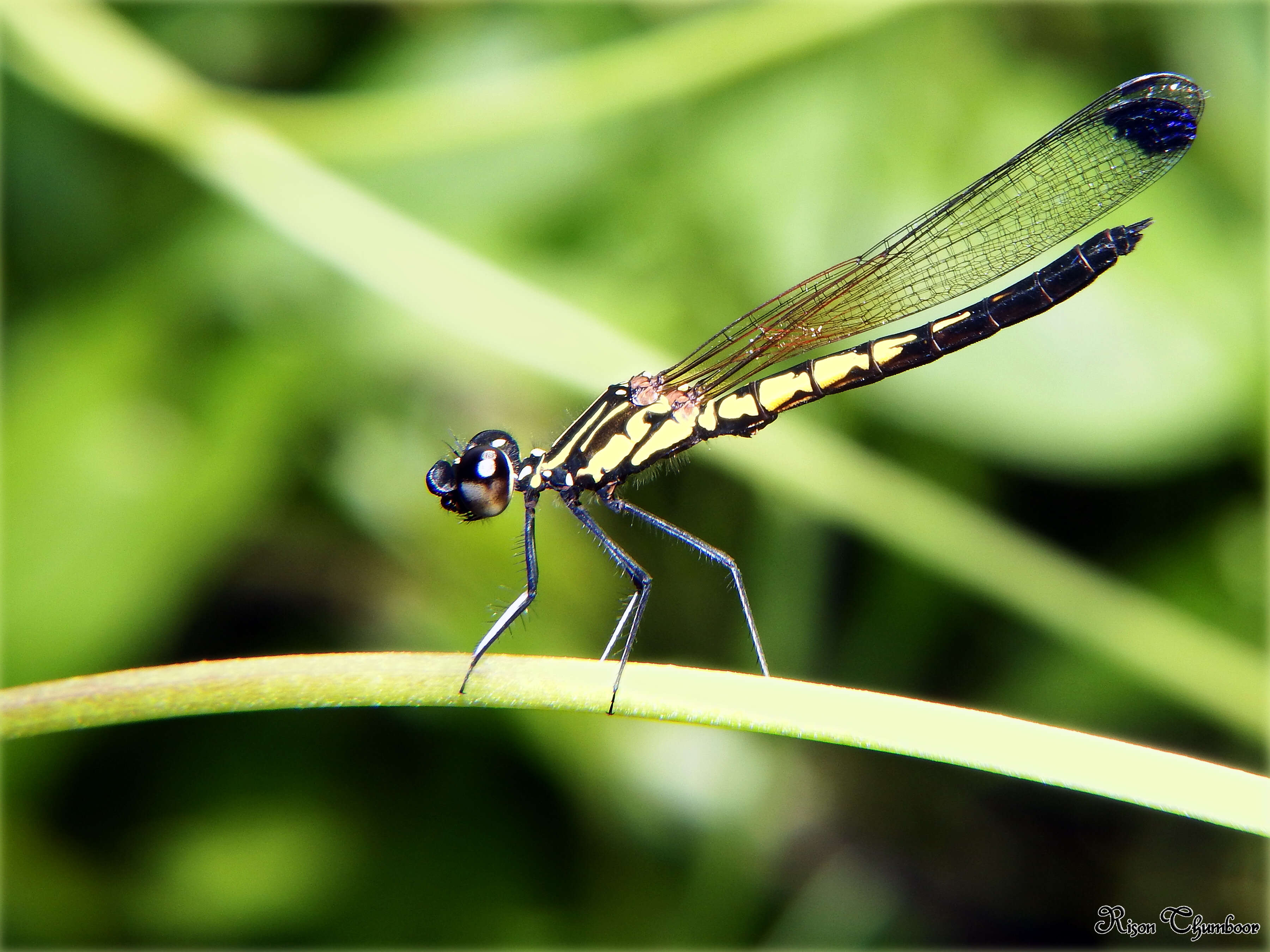 Image of Libellago indica (Fraser 1928)