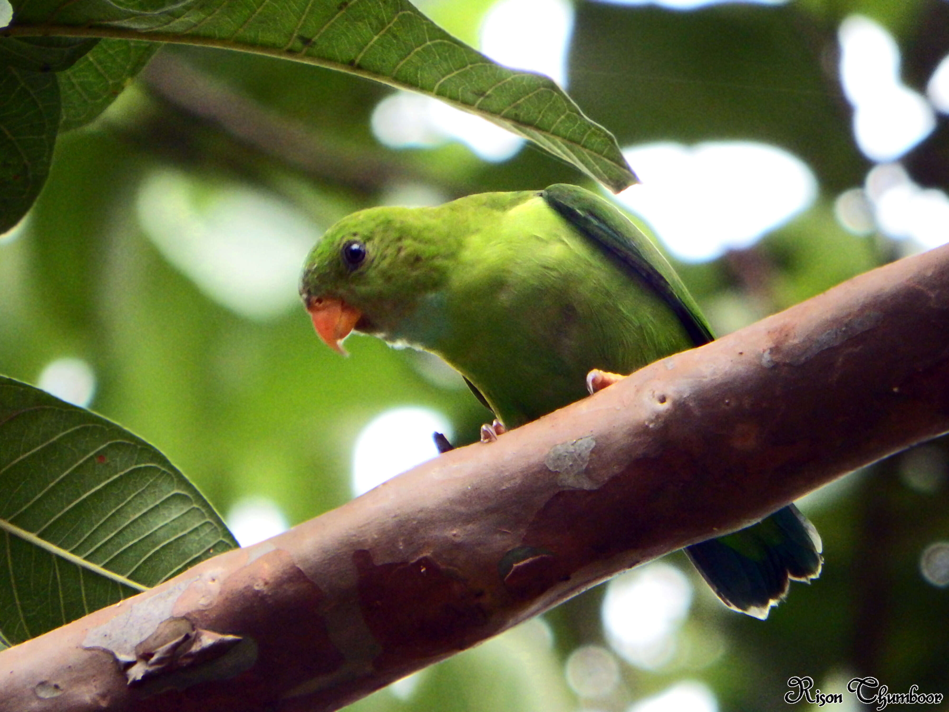 Image of Vernal Hanging Parrot