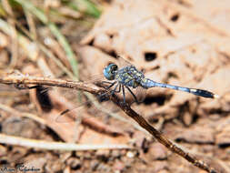 Image of Diplacodes trivialis (Rambur 1842)