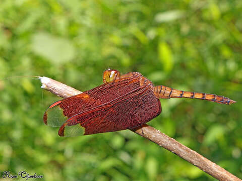 Слика од Neurothemis fulvia (Drury 1773)