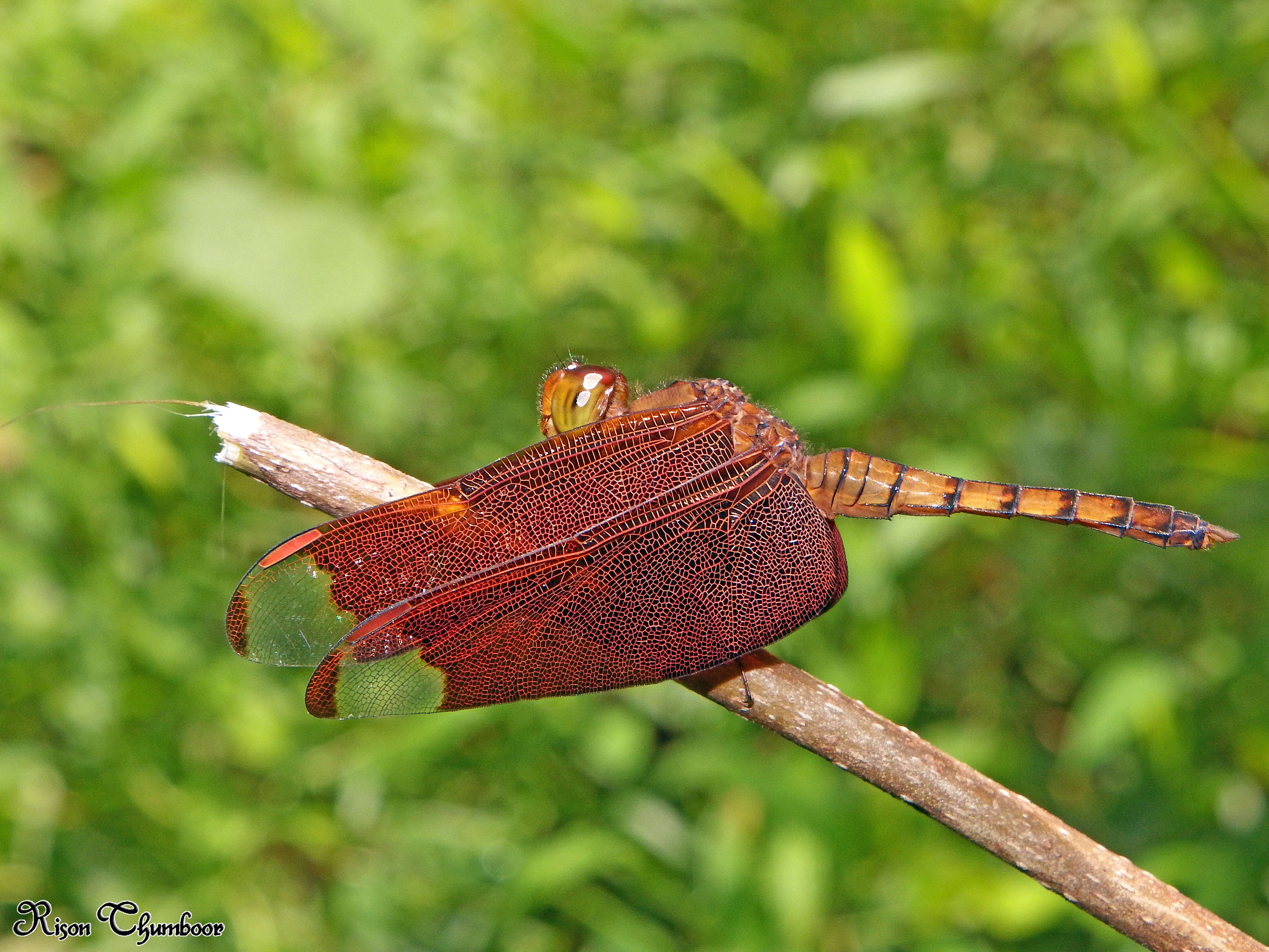 Image of Black Stream Glider