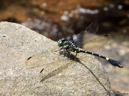 Image of Melligomphus acinaces