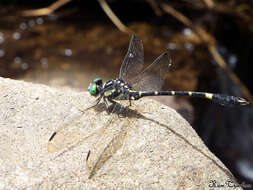 Image of Melligomphus acinaces