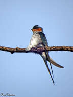 Image of Crested Treeswift