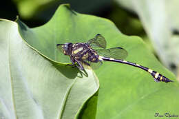 صورة Ictinogomphus rapax (Rambur 1842)