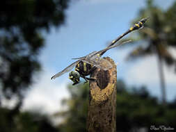 صورة Ictinogomphus rapax (Rambur 1842)