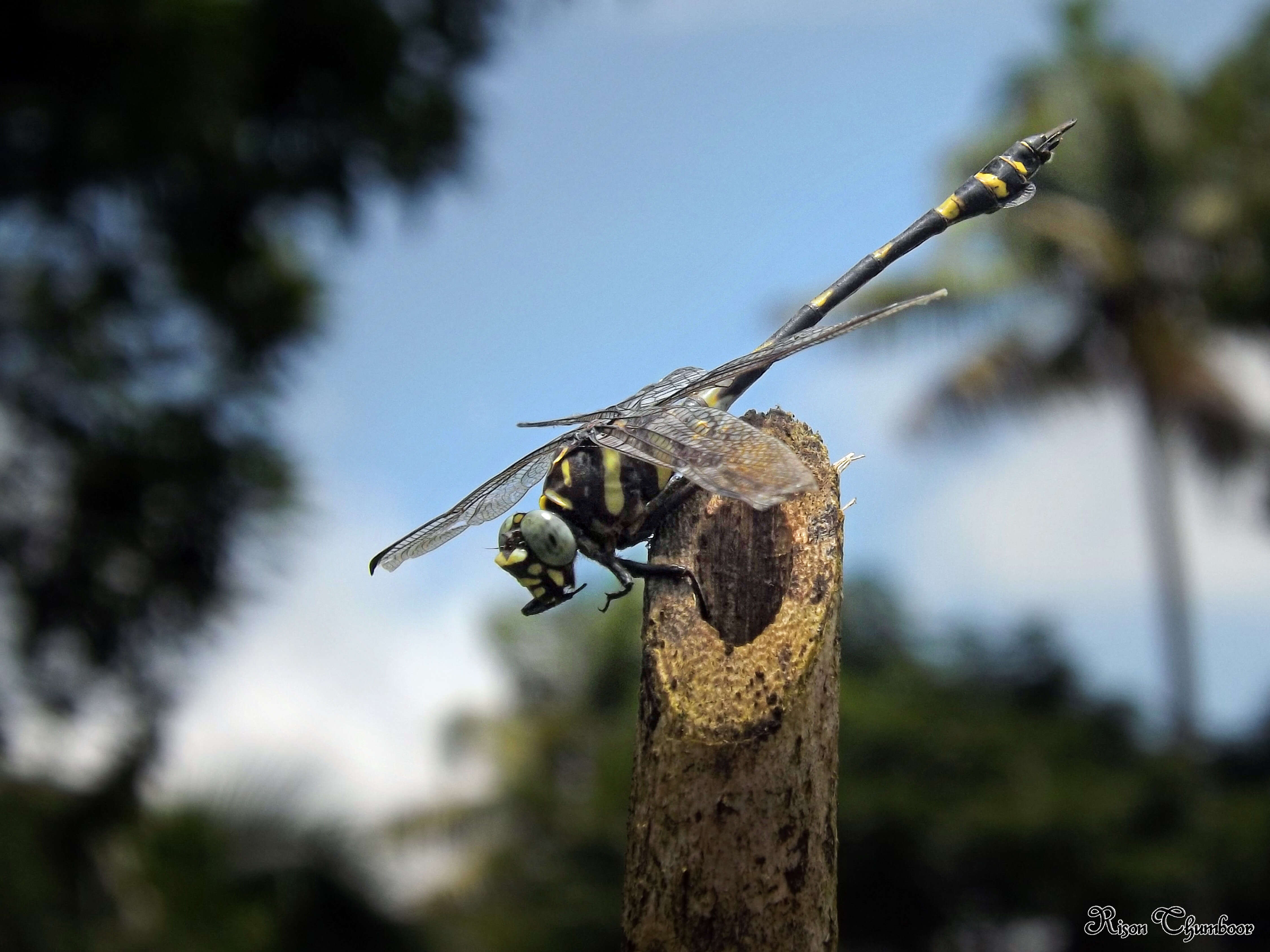 صورة Ictinogomphus rapax (Rambur 1842)