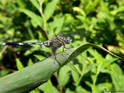 Image of Slender Skimmer