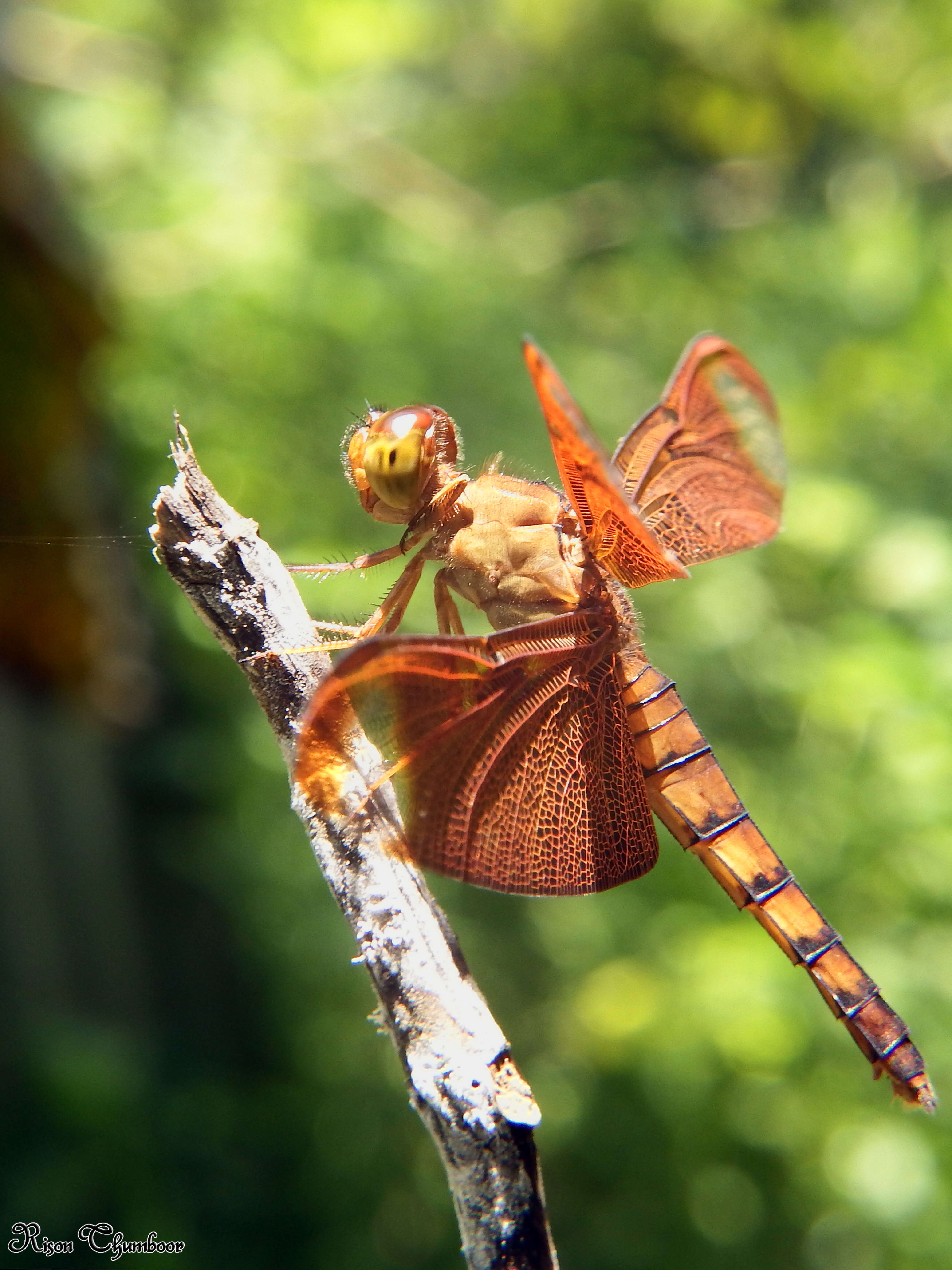 Image of Black Stream Glider