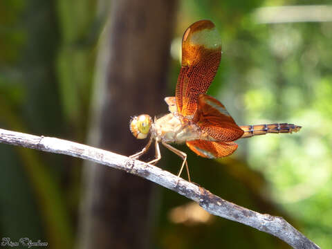 Слика од Neurothemis fulvia (Drury 1773)