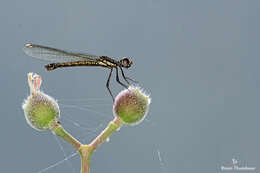 Image of Libellago indica (Fraser 1928)