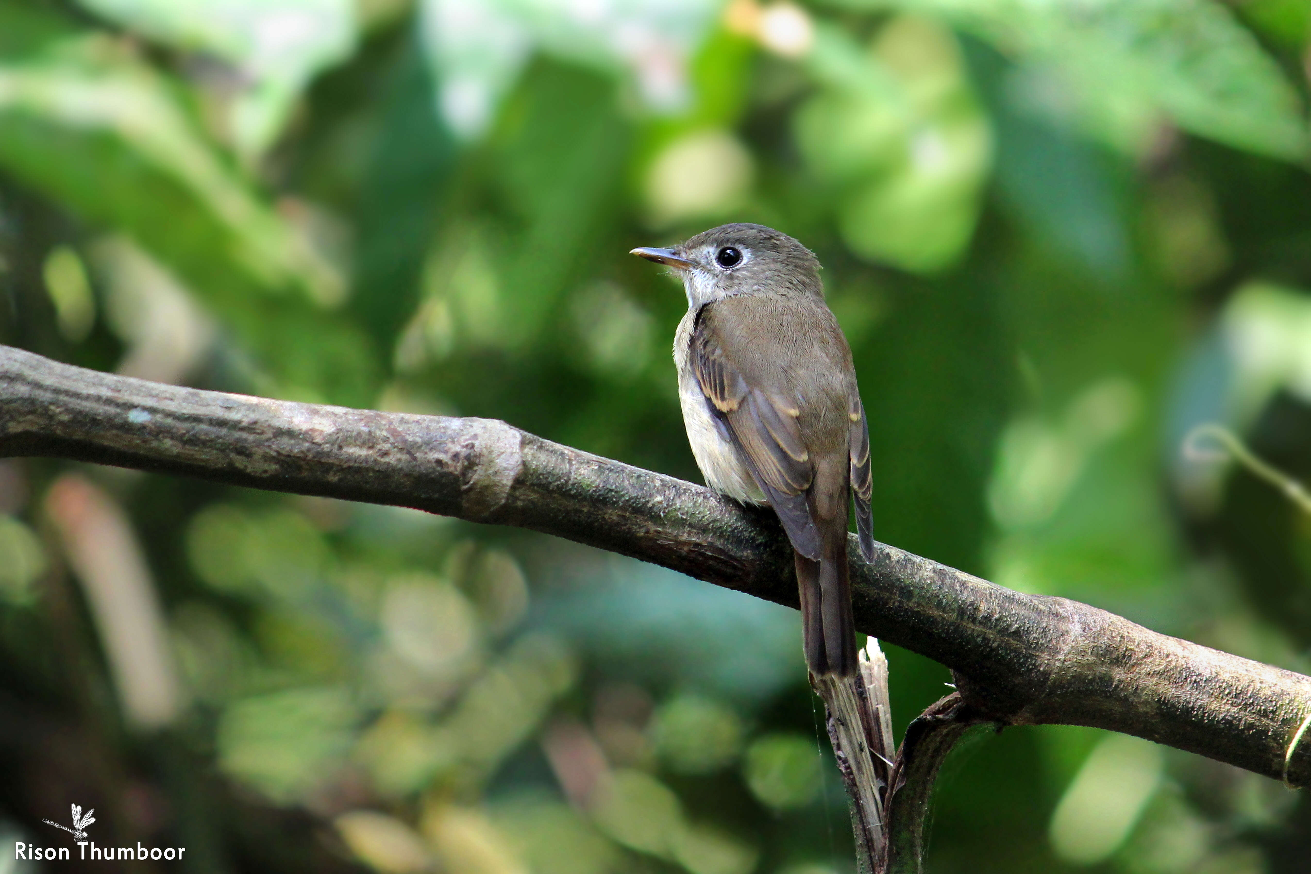 Plancia ëd Muscicapa muttui (Layard & EL 1854)