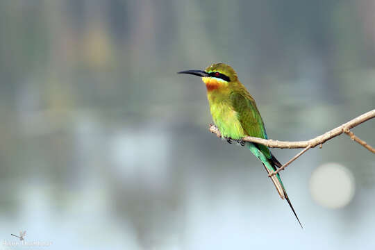 Image of Blue-tailed Bee-eater