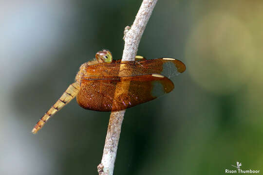 Image of Black Stream Glider