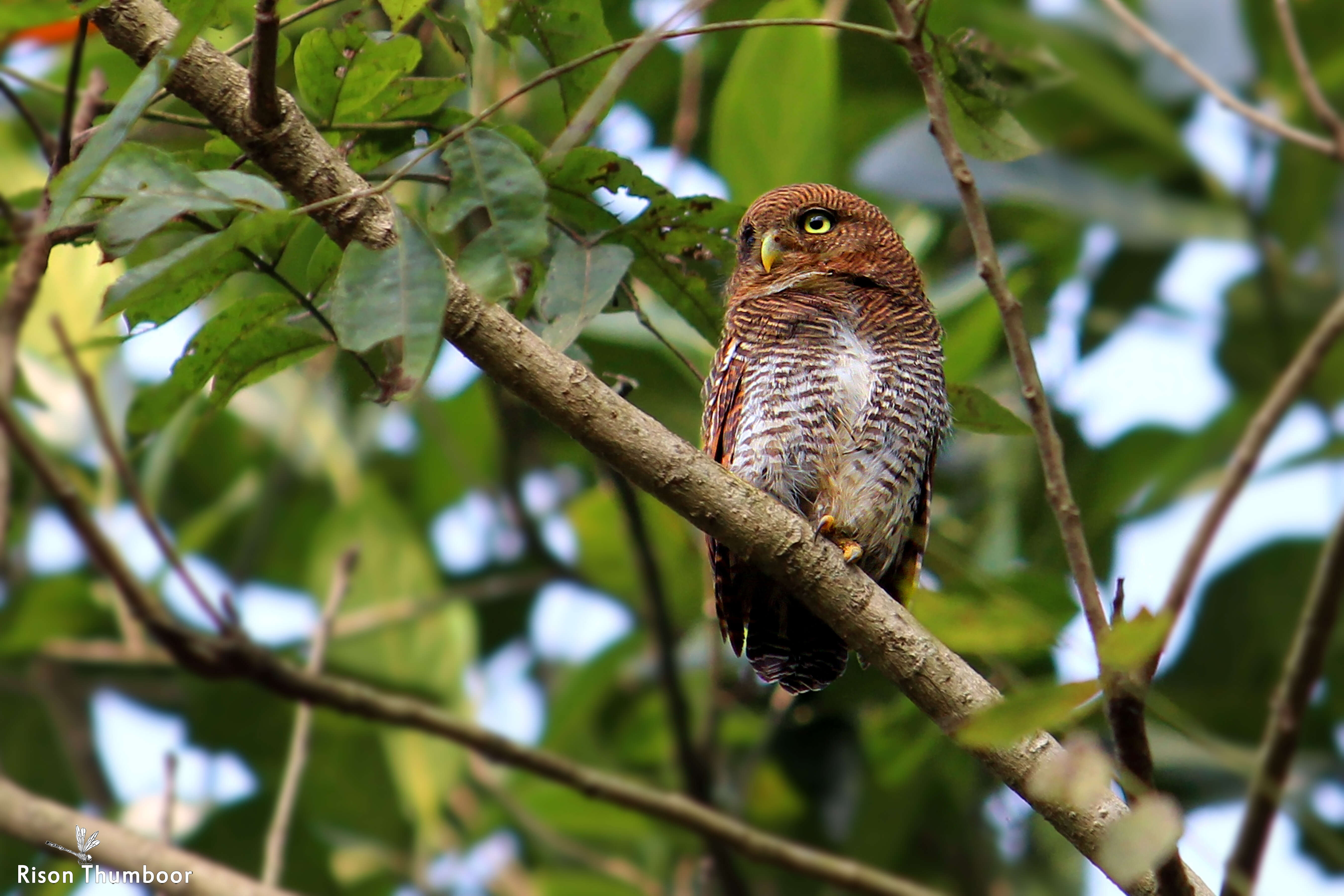 Image of Jungle Owlet