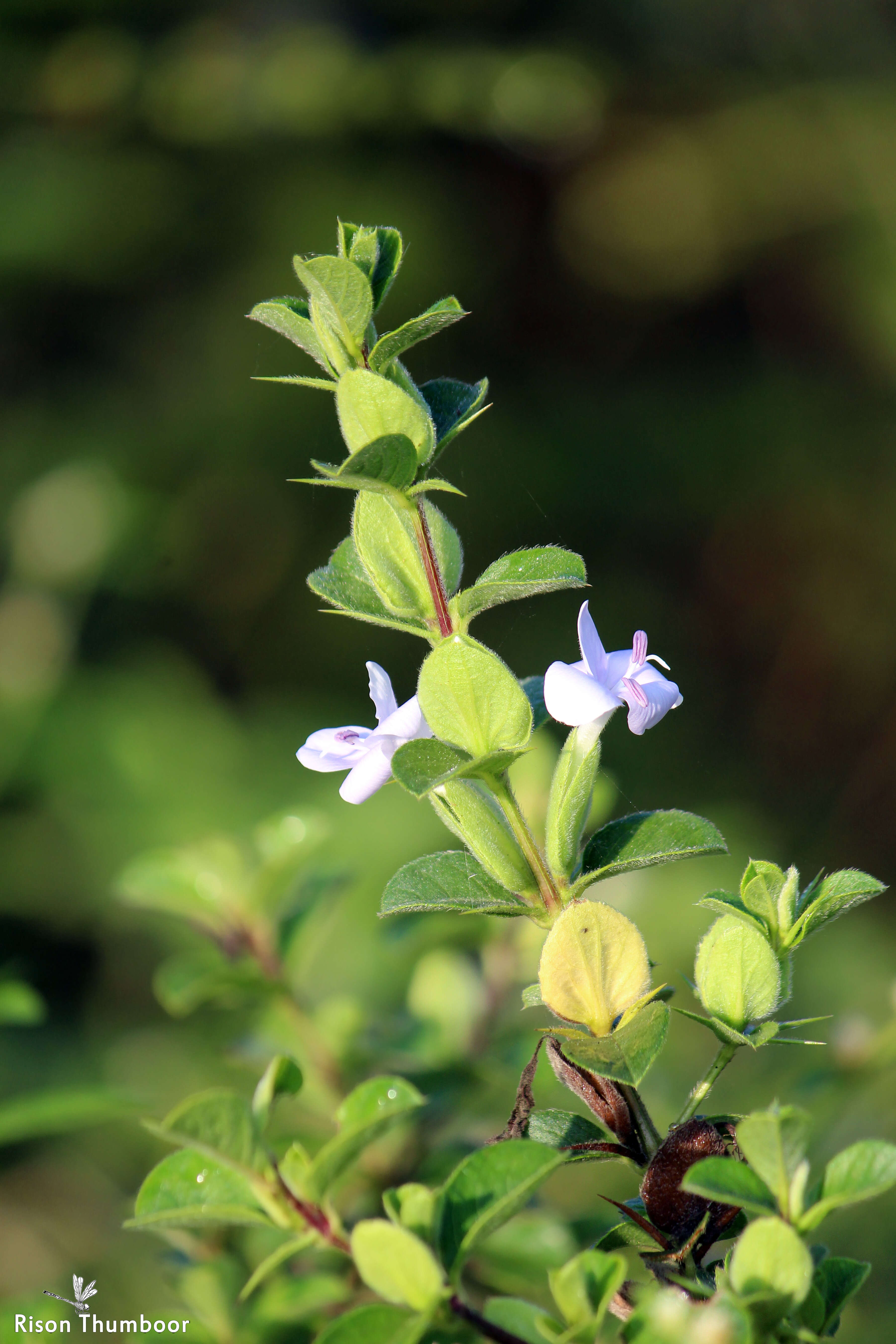 Imagem de Barleria mysorensis Heyne