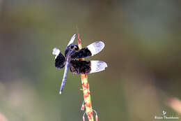 Image of Pied Paddy Skimmer