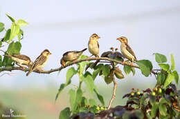 Image of Baya Weaver