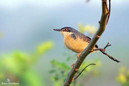 Image of Ashy Prinia