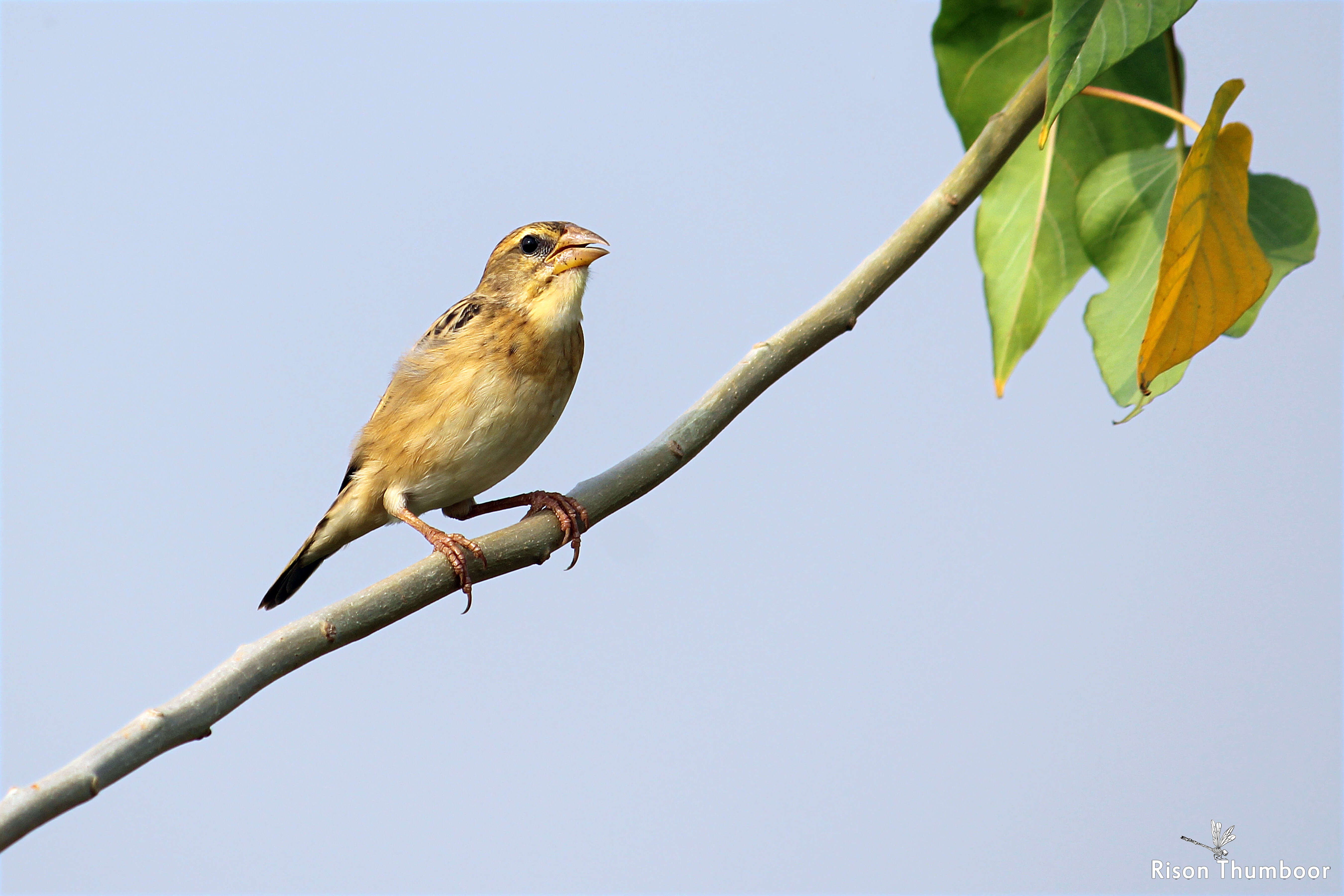 Image of Baya Weaver