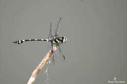 صورة Ictinogomphus rapax (Rambur 1842)