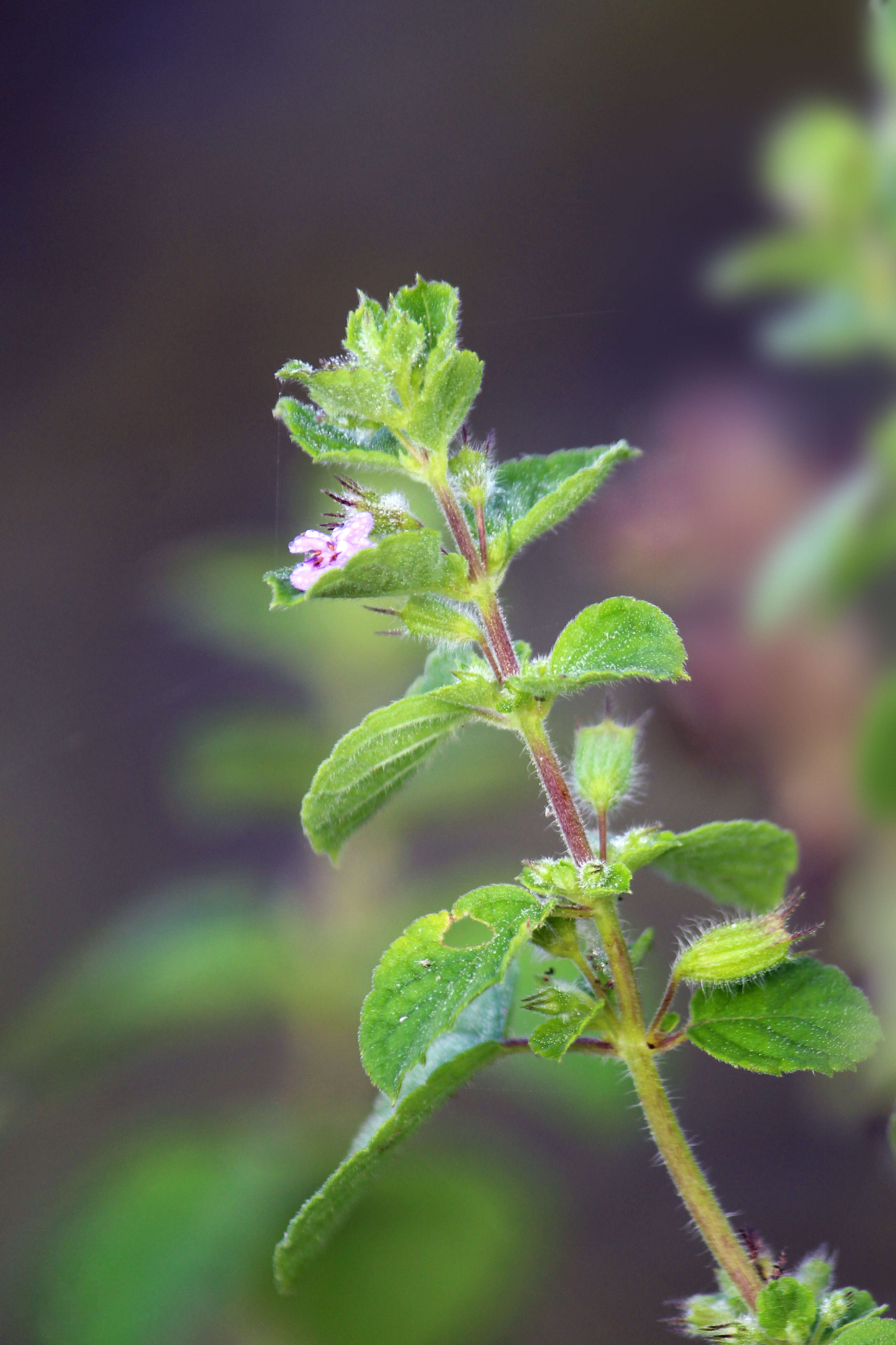 Image of Pignut