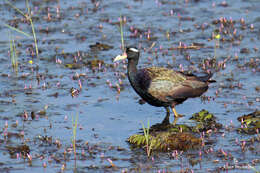 Image of Metopidius Wagler 1832