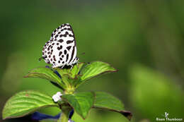 Image of Common Pierrot