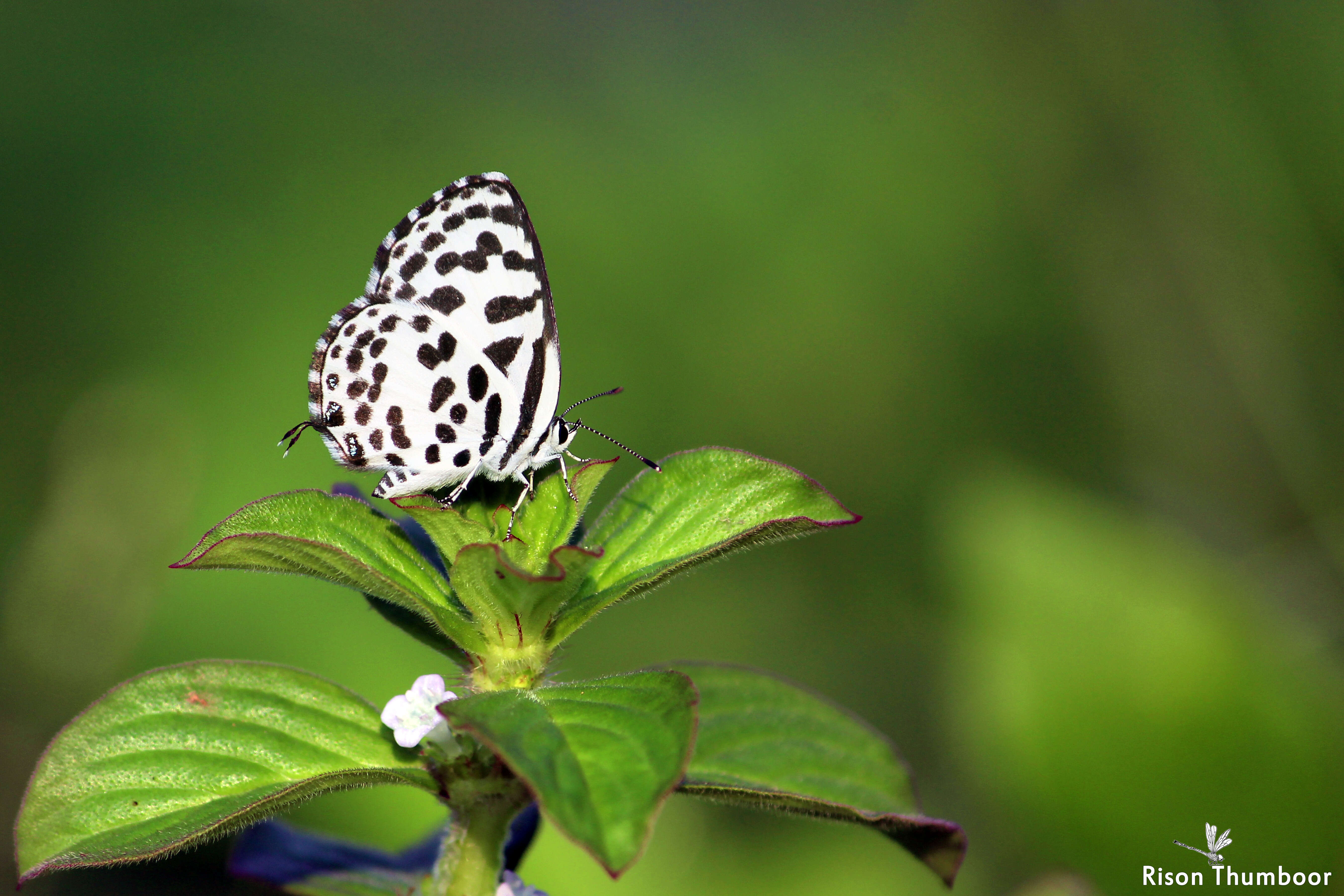 Image of Common Pierrot