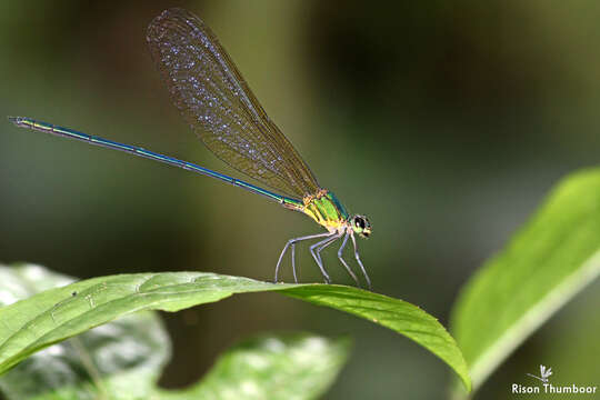 Image of Clear-winged forest glory