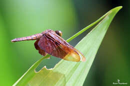 Image of Black Stream Glider