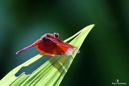 Image of Black Stream Glider