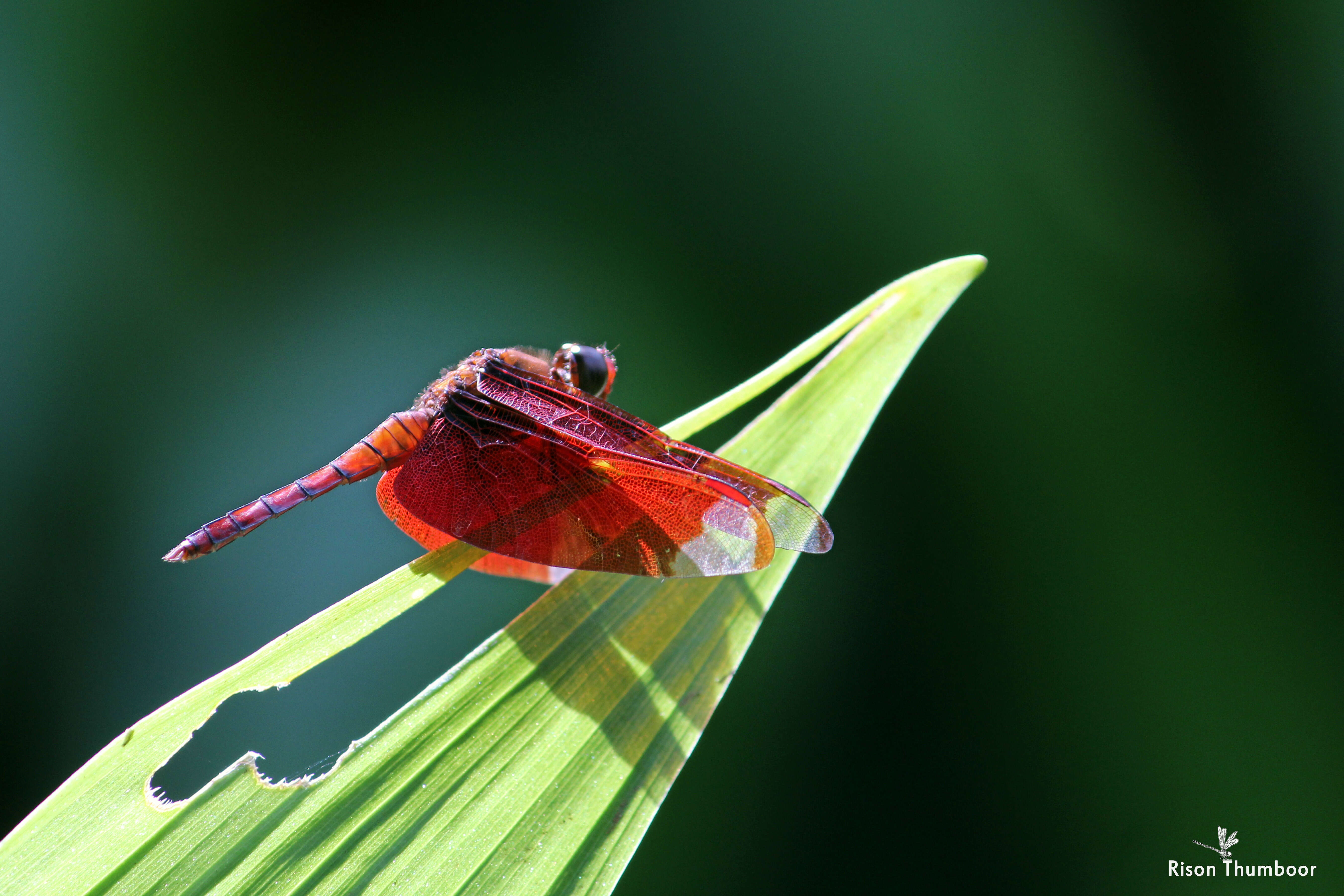 Image of Black Stream Glider