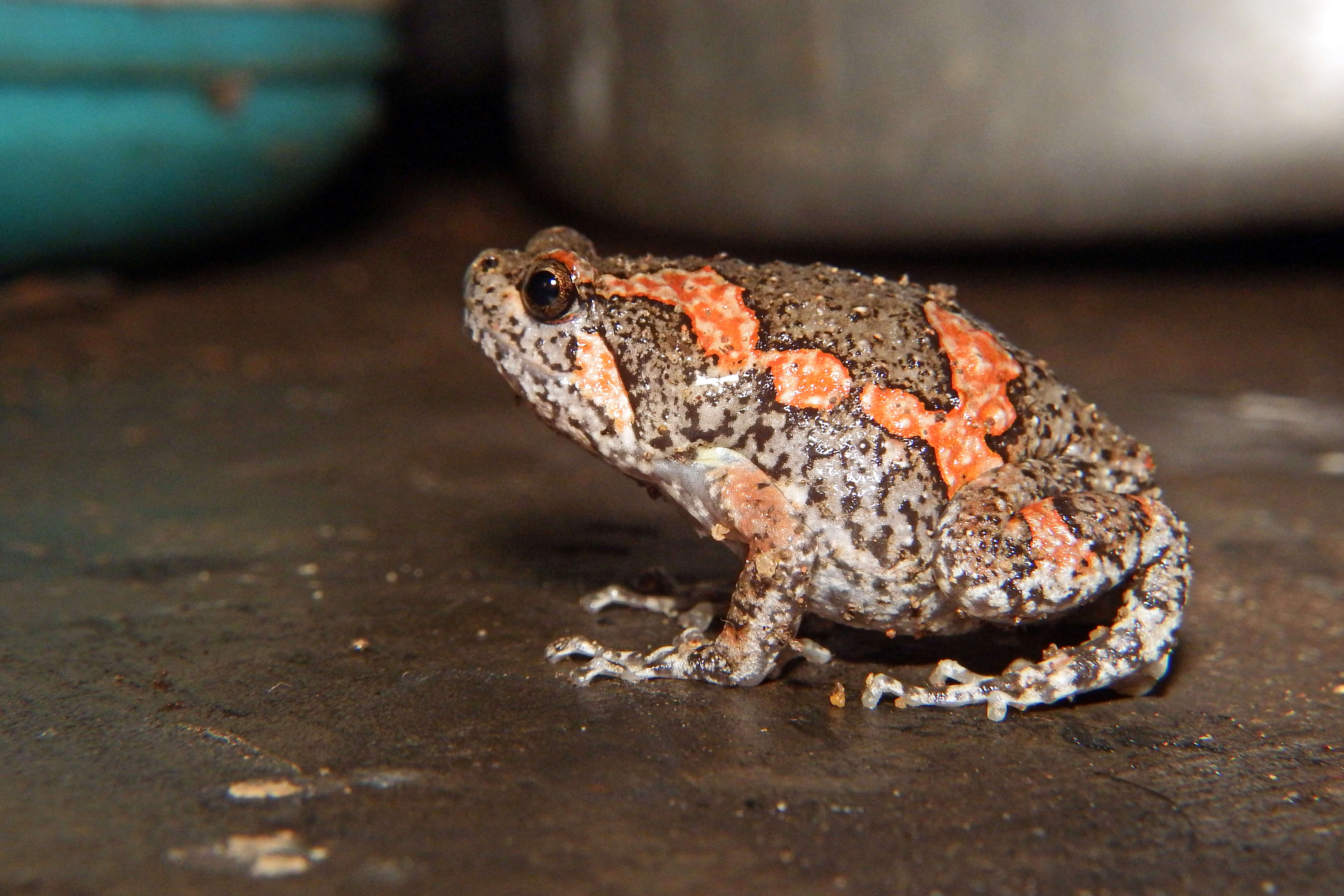 Image of Sri Lankan Bullfrog