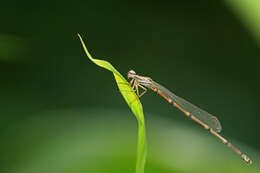 Image of black bambootail