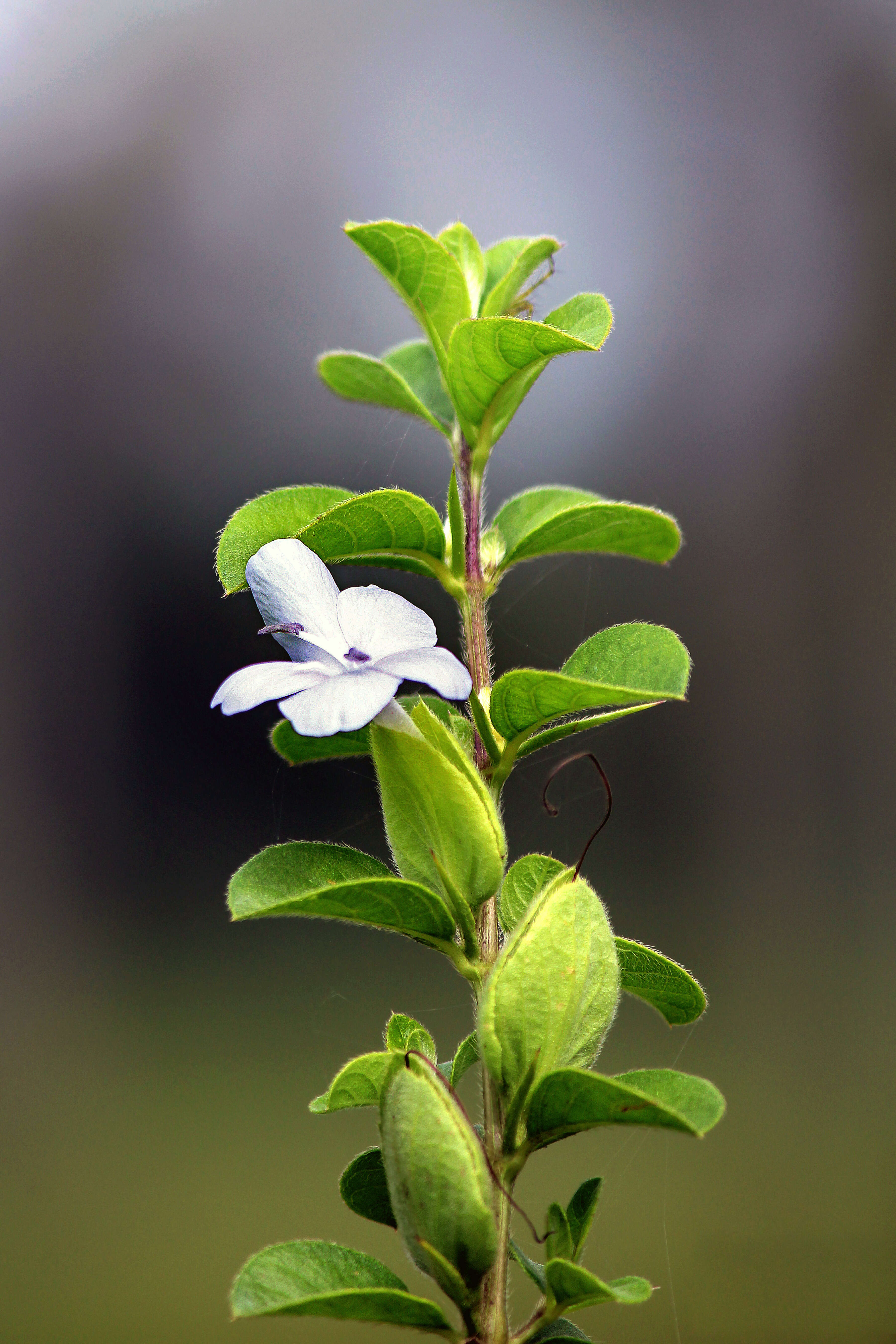 Imagem de Barleria mysorensis Heyne