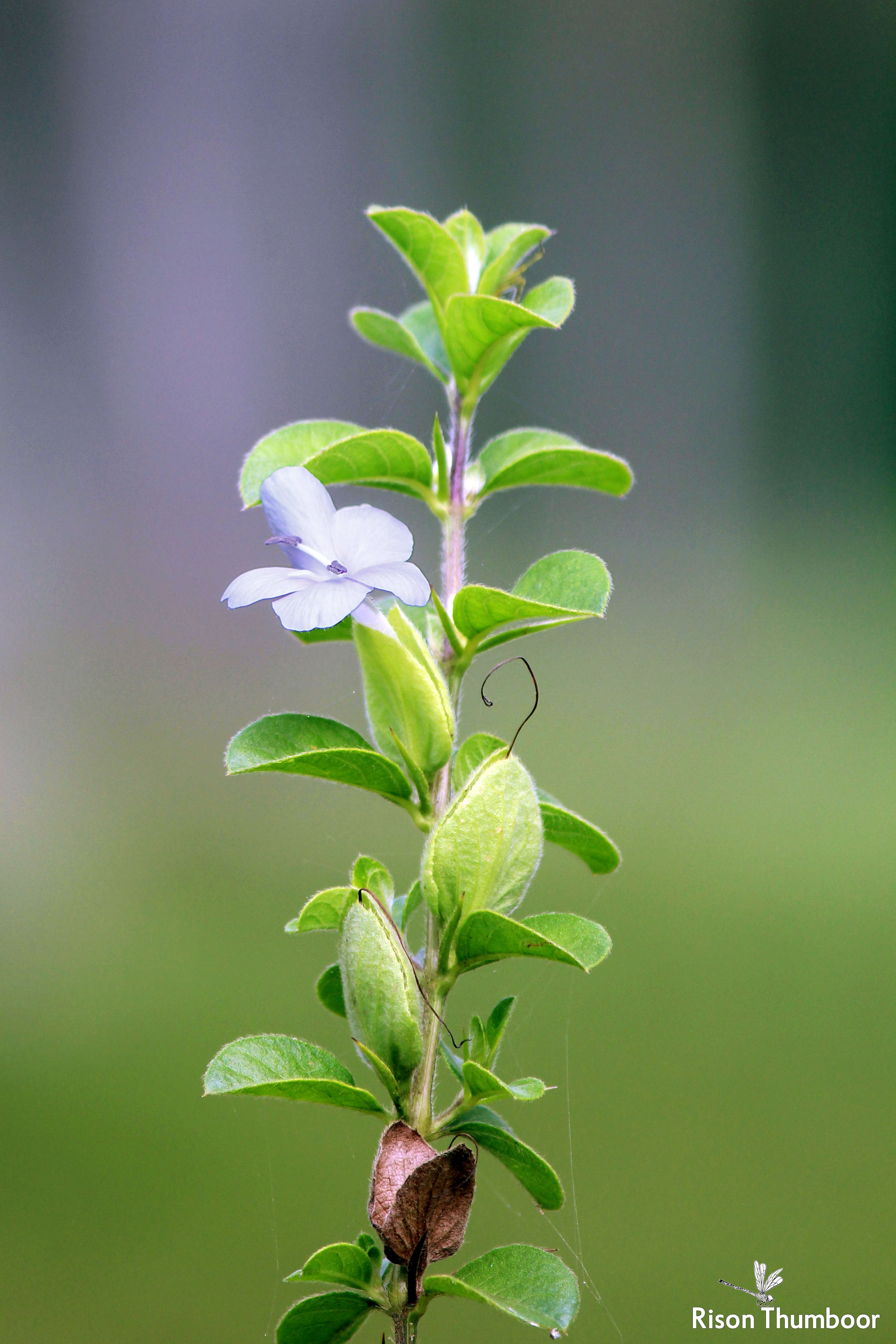 Imagem de Barleria mysorensis Heyne